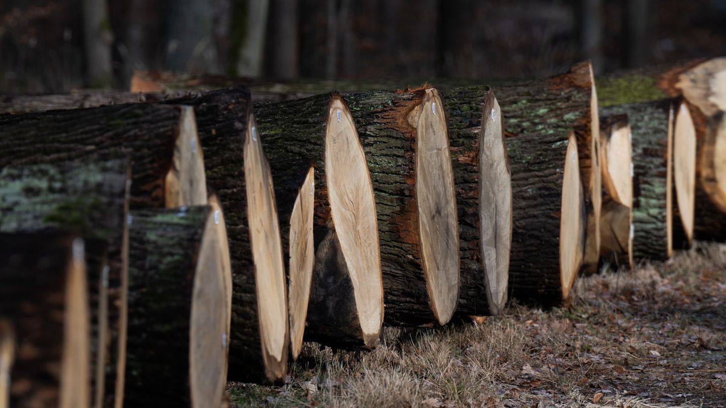 Kriminalität: Holzstämme im Wert von 10.000 Euro in Bad Elster gestohlen