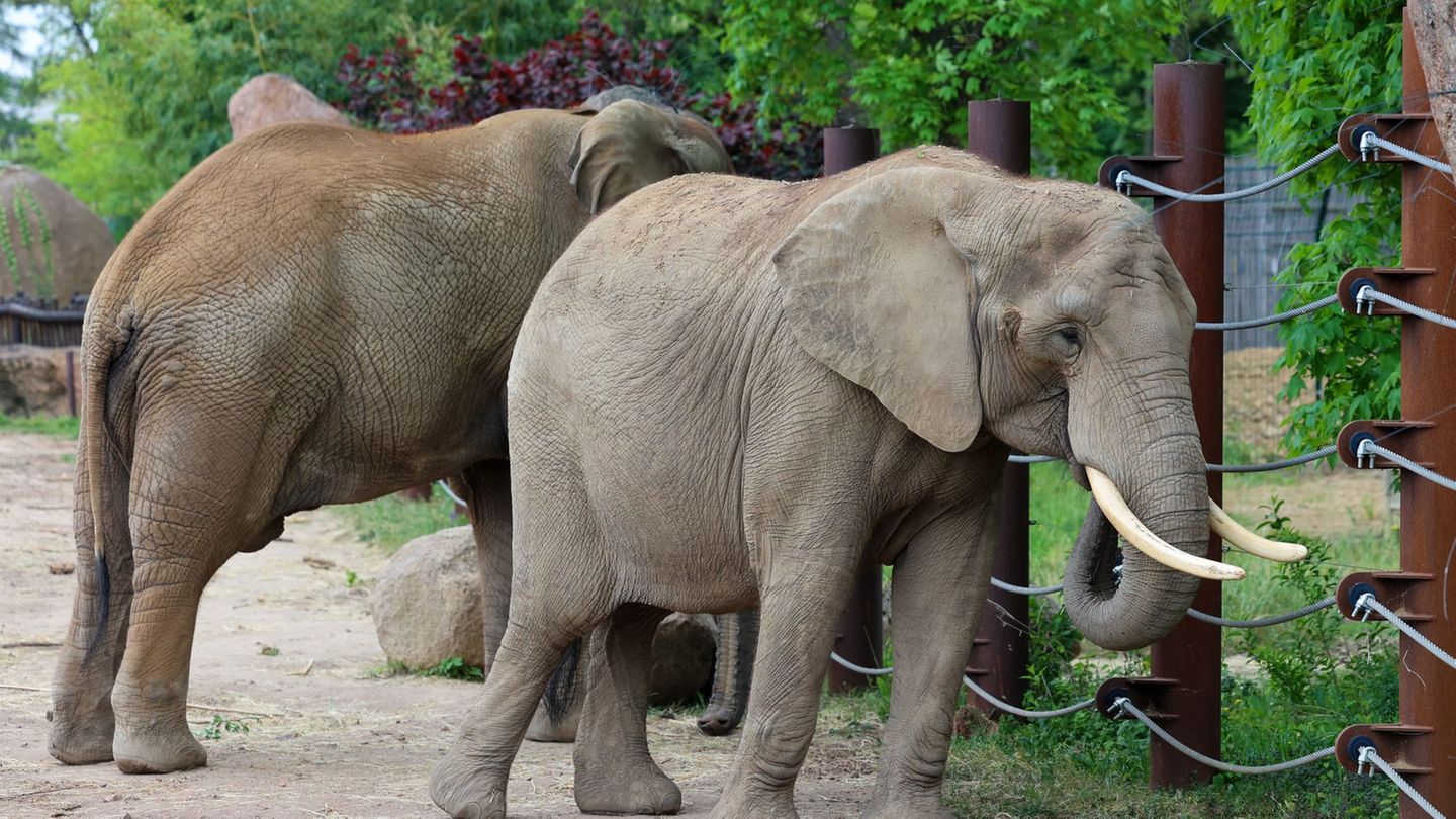 Trächtiger Dickhäuter: Hoffnung auf Baby-Elefant in Magdeburg