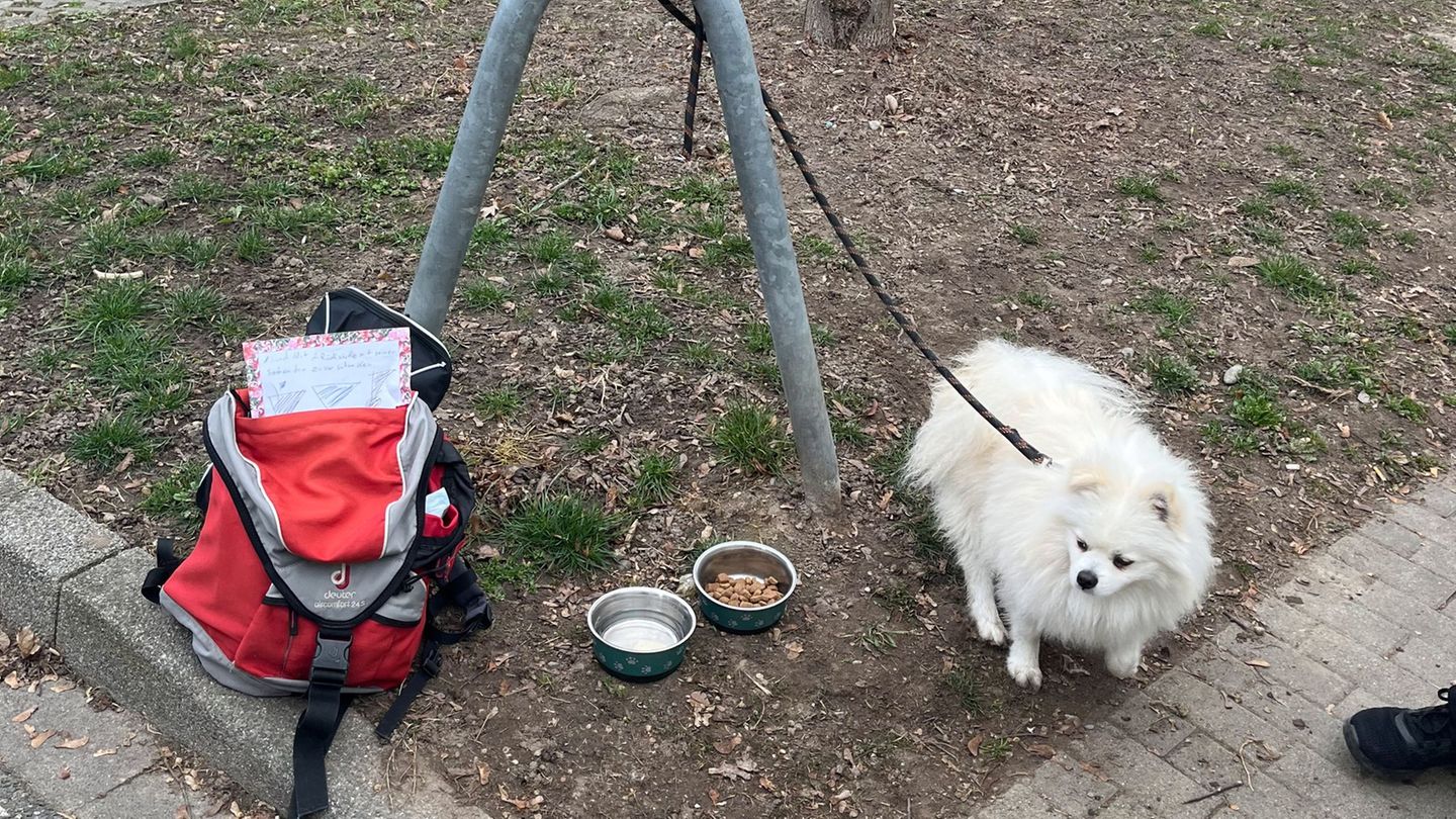 Tiere: Spitz mit „Zu verschenken“-Schild: Zeugen melden sich