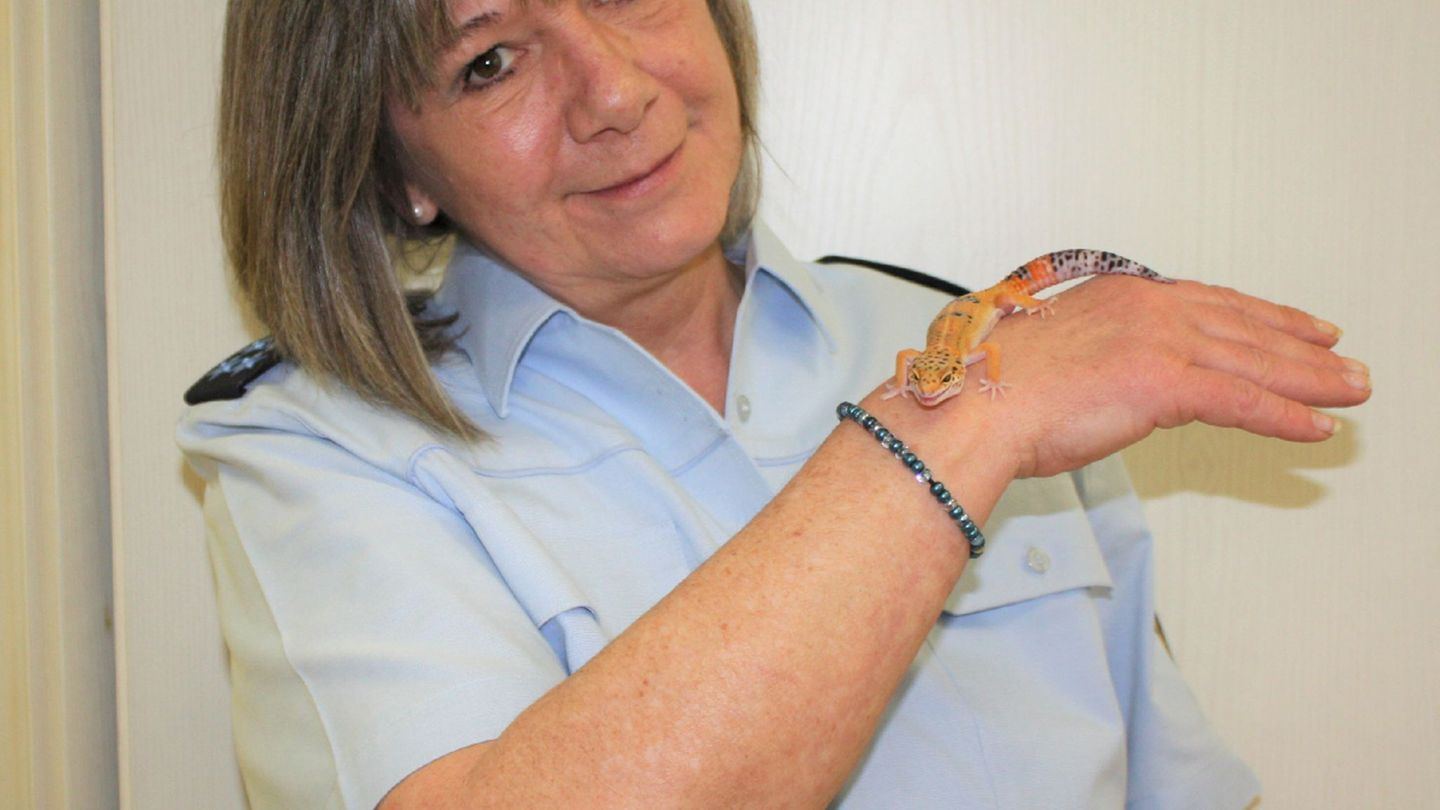 Tier entwischt: Leopardgecko in Schule gefunden