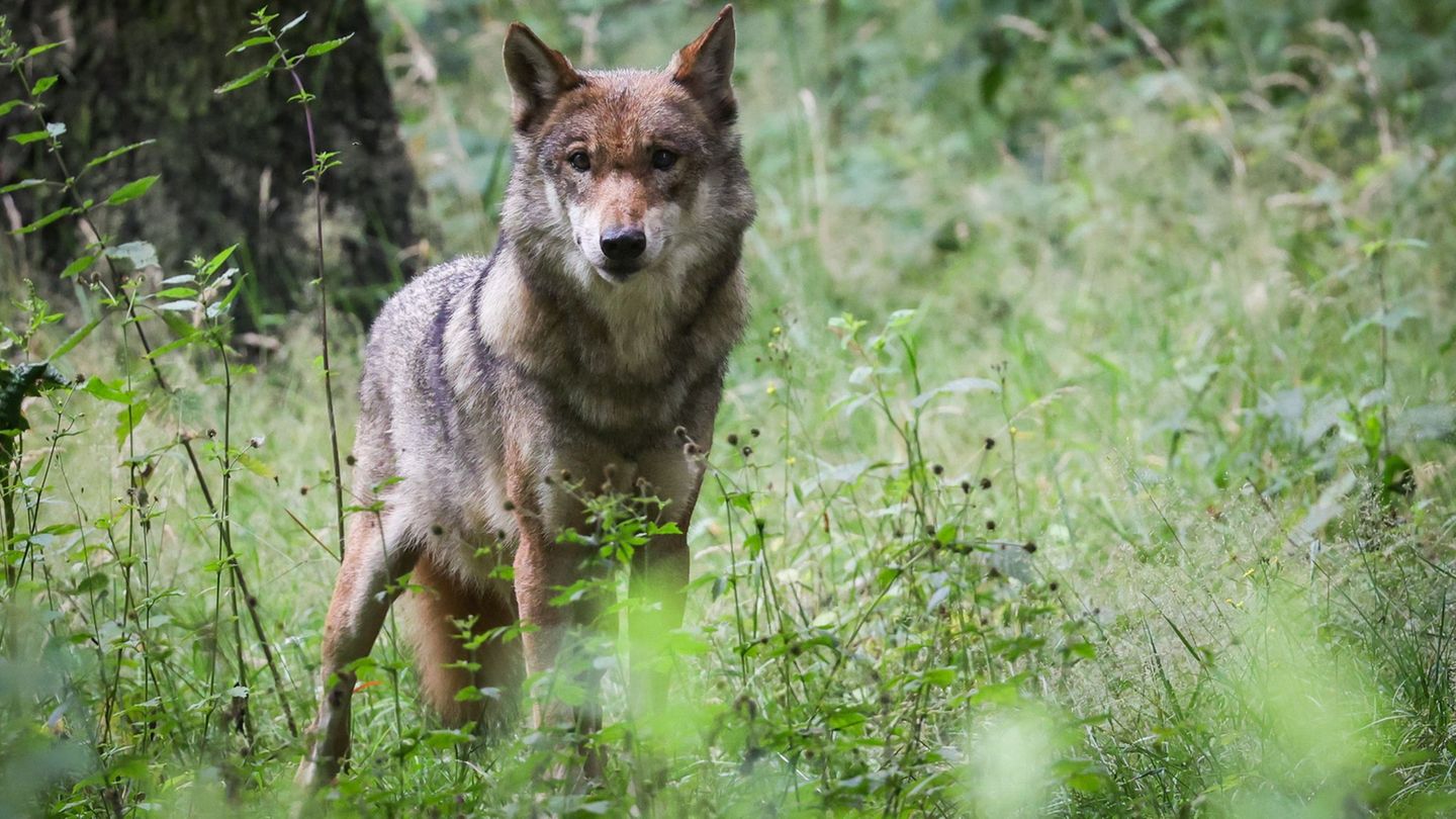 Tierhaltung: Nach Wolfs-Ausbruch: Tierpark zieht Lehren zur Sicherheit