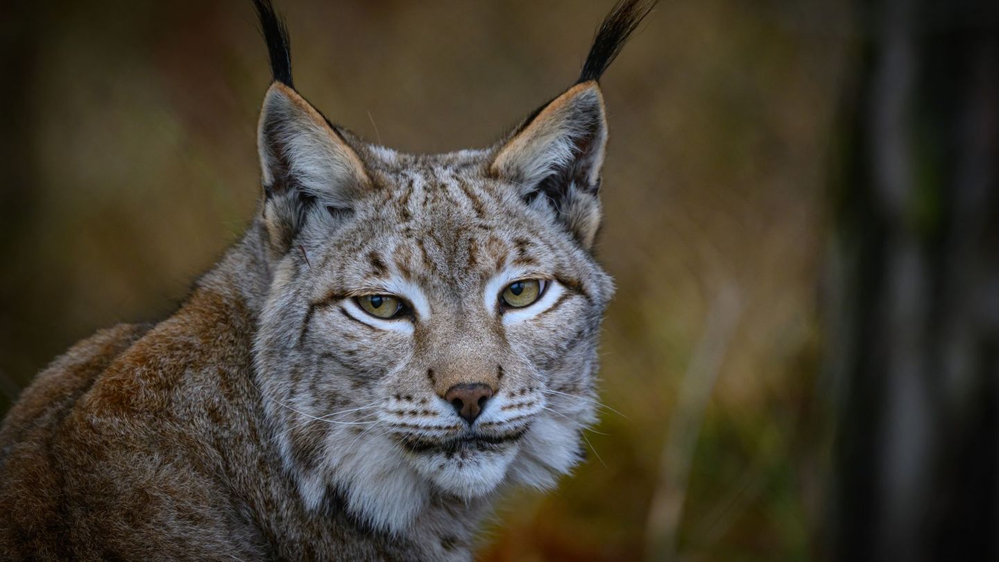 Artenschutz: Durchs Land streifender Luchs von Auto überfahren