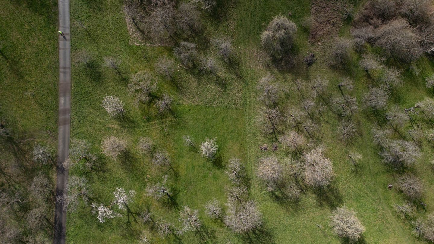 Naturschutz: Hilfe für bedrohte Streuobstwiesen in Thüringen