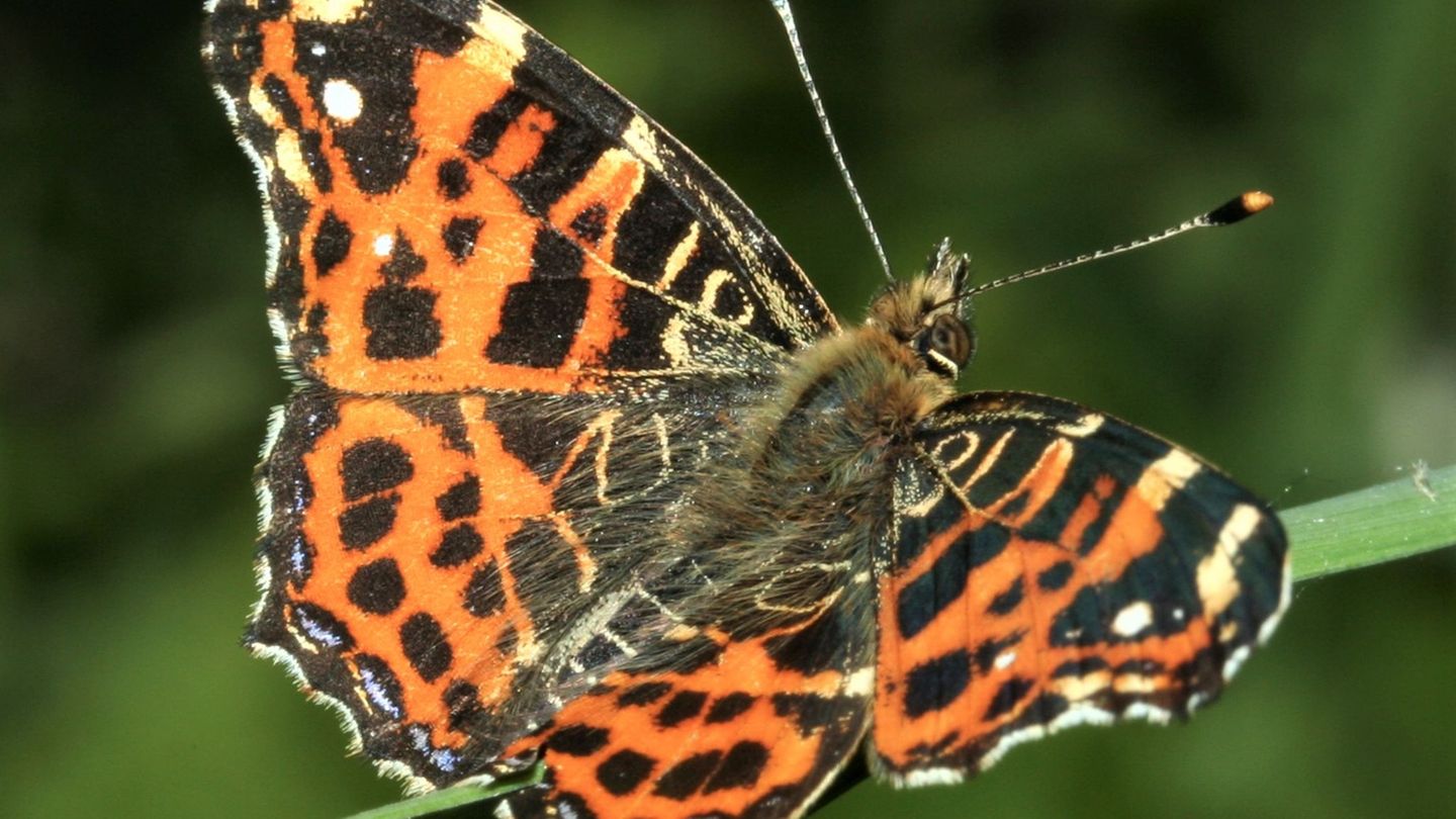 Flora und Fauna: 20 Jahre Schmetterlingsbeobachtung – Falter werden weniger