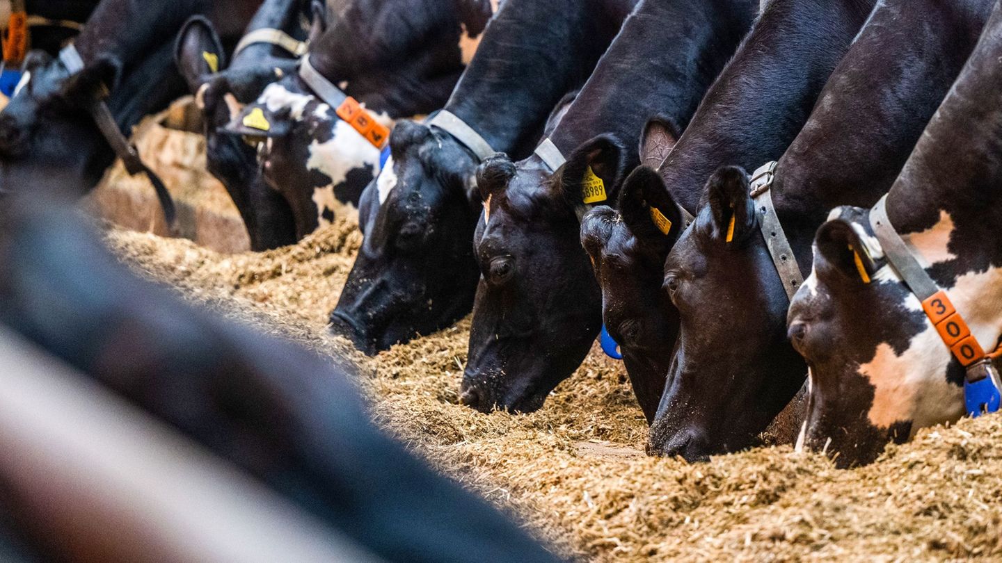 Milchwirtschaft: Weniger Milchbauern in Sachsen – Kühe geben mehr Milch