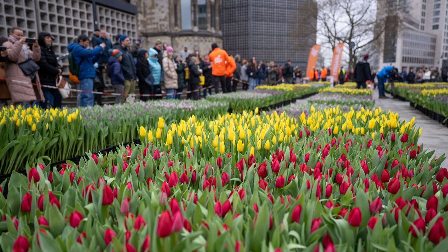 „Tulip Day Berlin“: Niederländer verwandeln Breitscheidplatz in Tulpenmeer