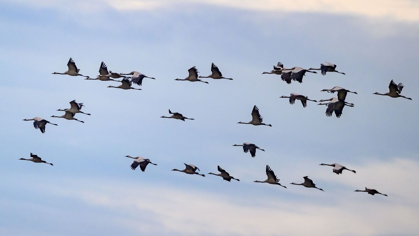 Vogelschutz: Todesfalle Fenster – wie Vögel geschützt werden können