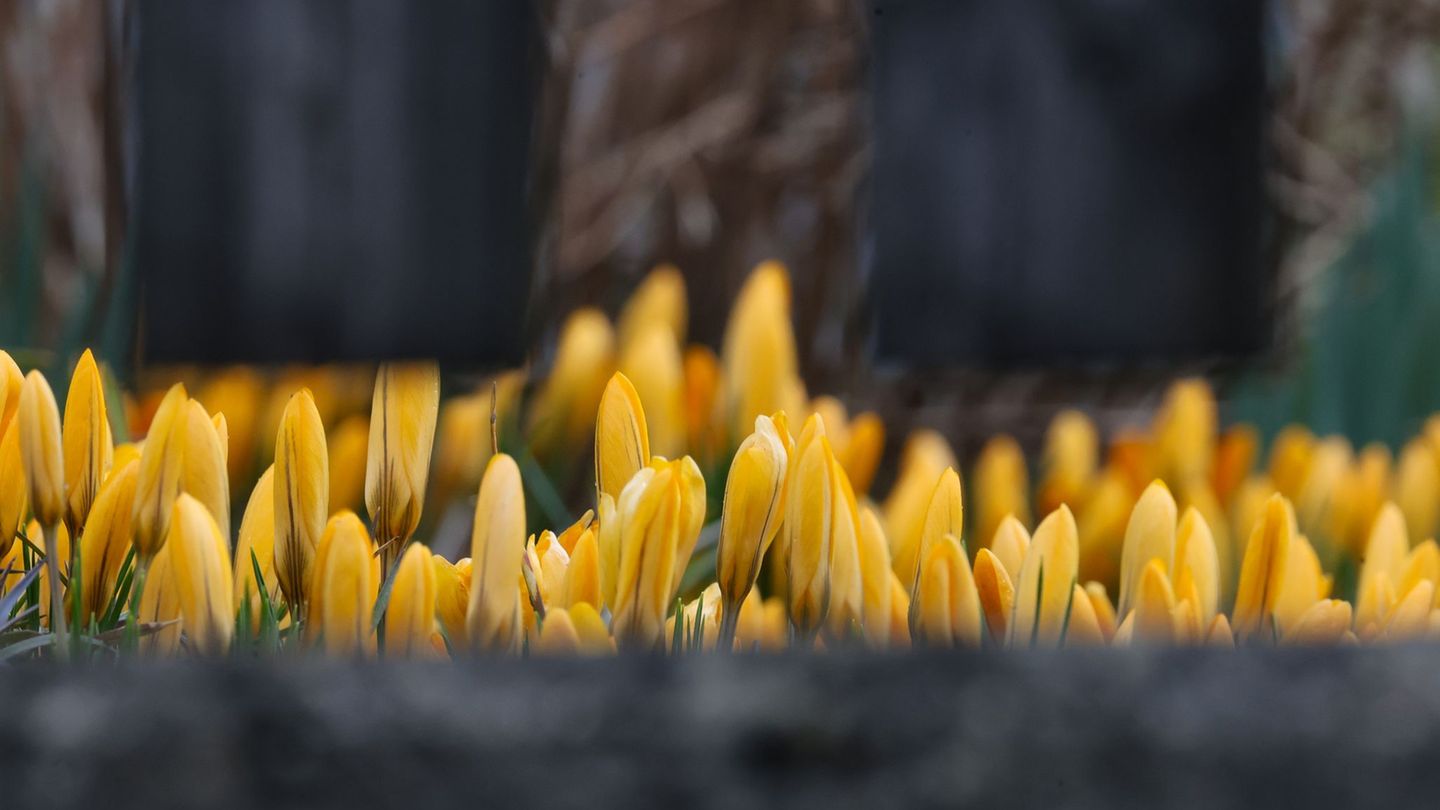 Wetter: Frühlingswetter im Südwesten in Sicht