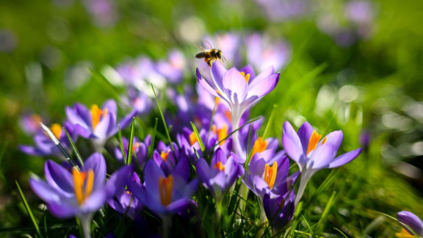 Frühlingswetter: Neue Woche in NRW wird sonnig