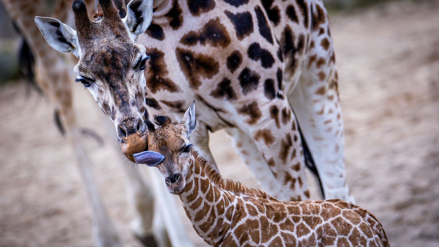 Tierbaby: Giraffen-Nachwuchs im Opel-Zoo: Kalb Kianga geboren