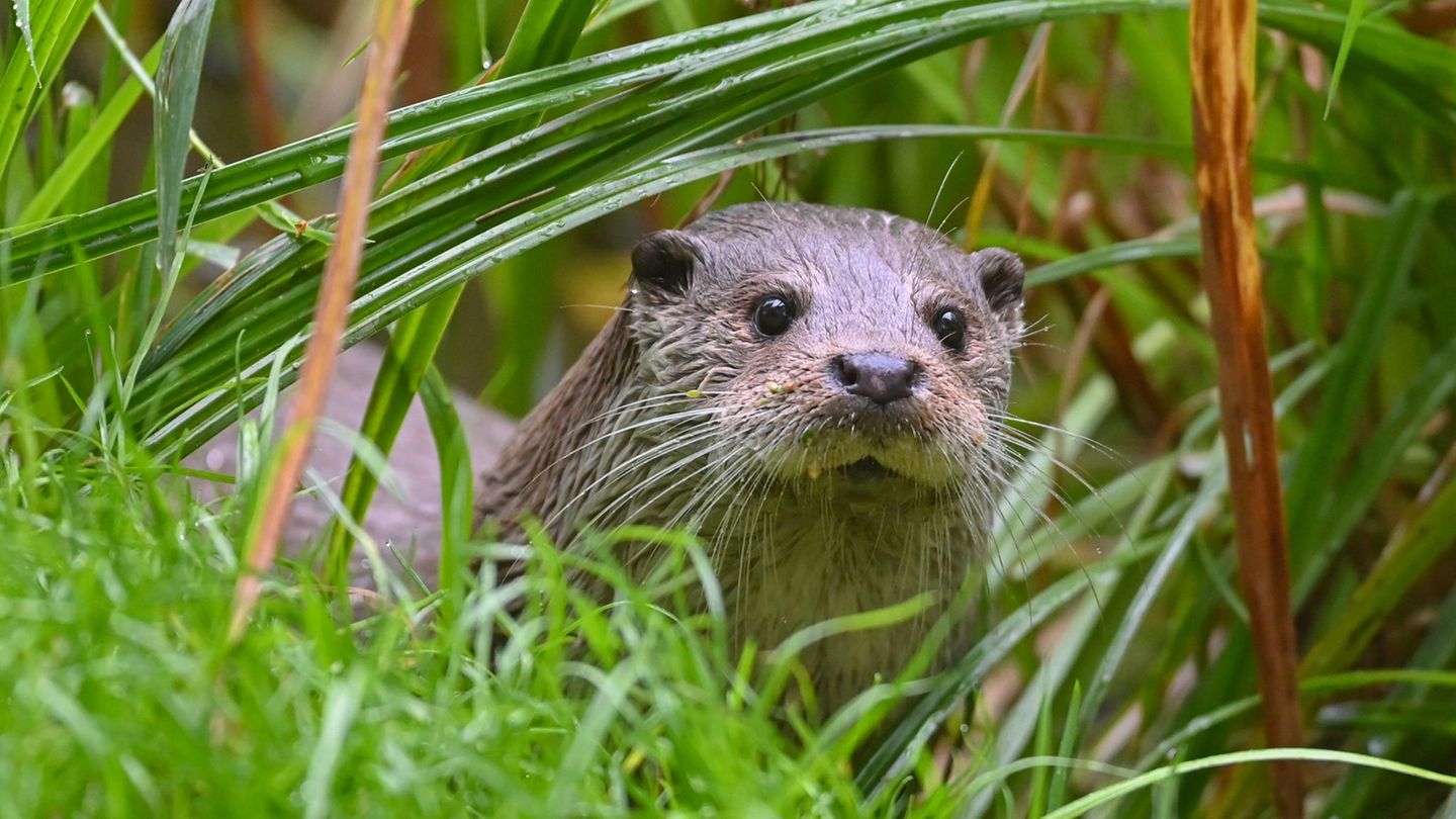 Tierschutz in Bayern: Fischotter jagen – ja oder nein?