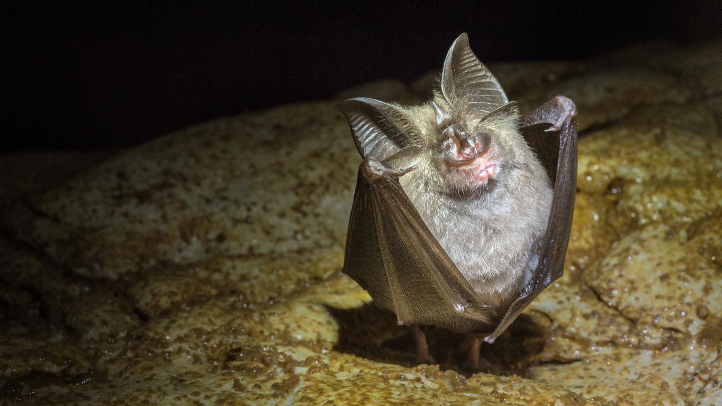 Tierische Blockierer: Schnecke, Unke, Fledermaus: Diese Tierchen sind der Albtraum von Bauherren