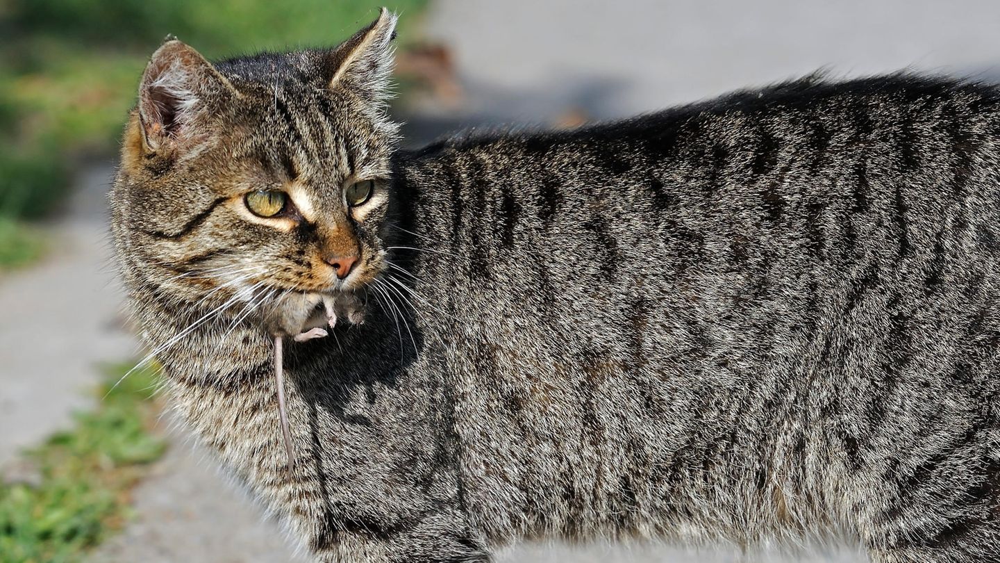 Verhaltensbiologie: Warum Katzen lebendige Mäuse nach Hause bringen – es sind keine „Geschenke“