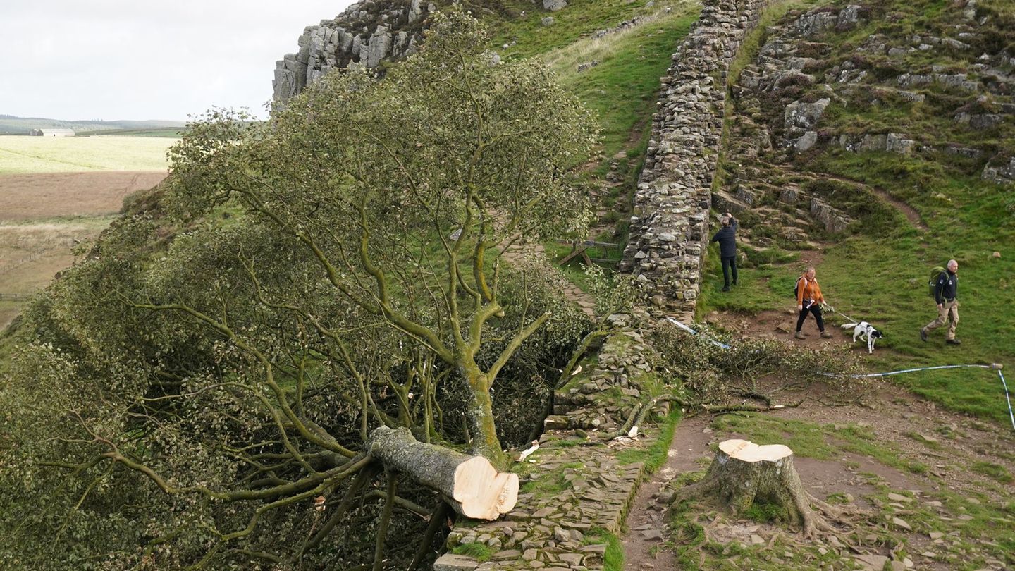 Kriminalität: Schuldsprüche im Prozess um „Robin-Hood-Baum“