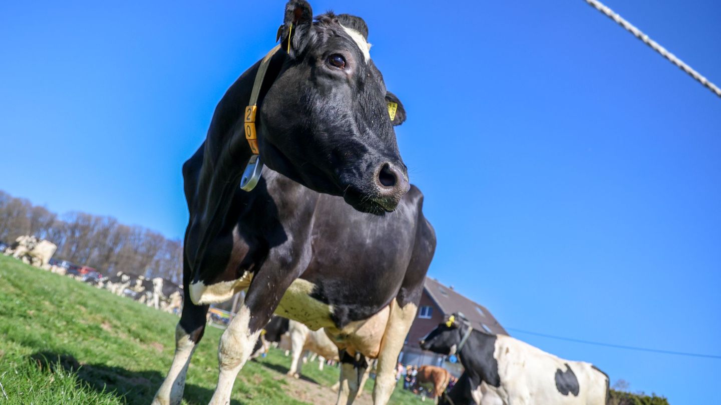 Nächtlicher Einbruch: Diebe stehlen Bullensperma aus Viehbetrieb