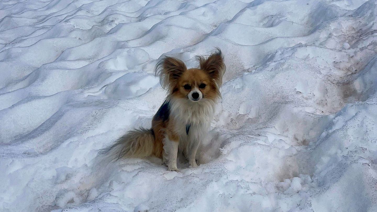 Herrchen in Not: Sturz in Gletscherspalte: Chihuahua hilft Rettern