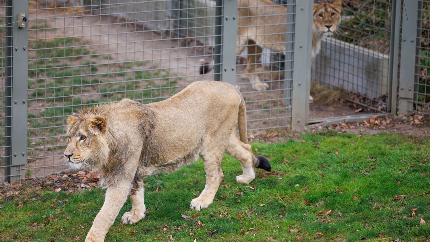 Pfleger stirbt bei Attacke: Zoo-Mitarbeiter in Safaripark in Bangkok von Löwen getötet