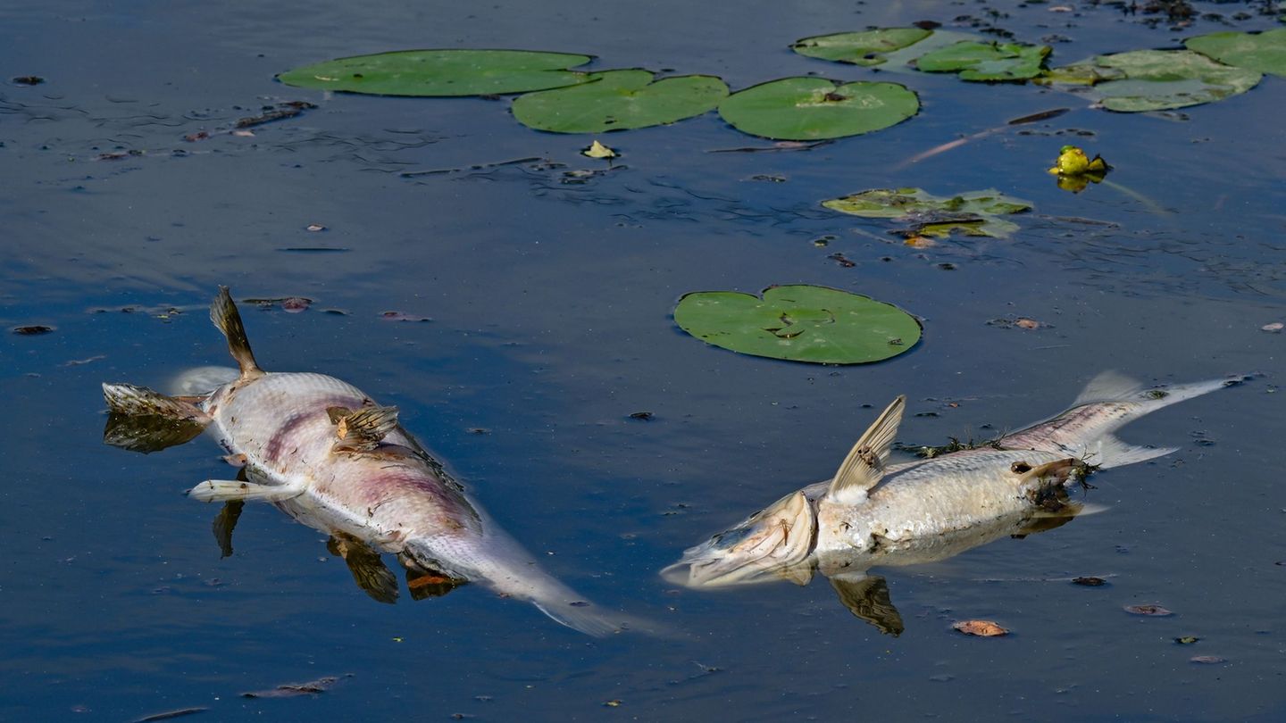 Wasser umgepumpt: Fischsterben nach Sauerstoffmangel in oberfränkischem See
