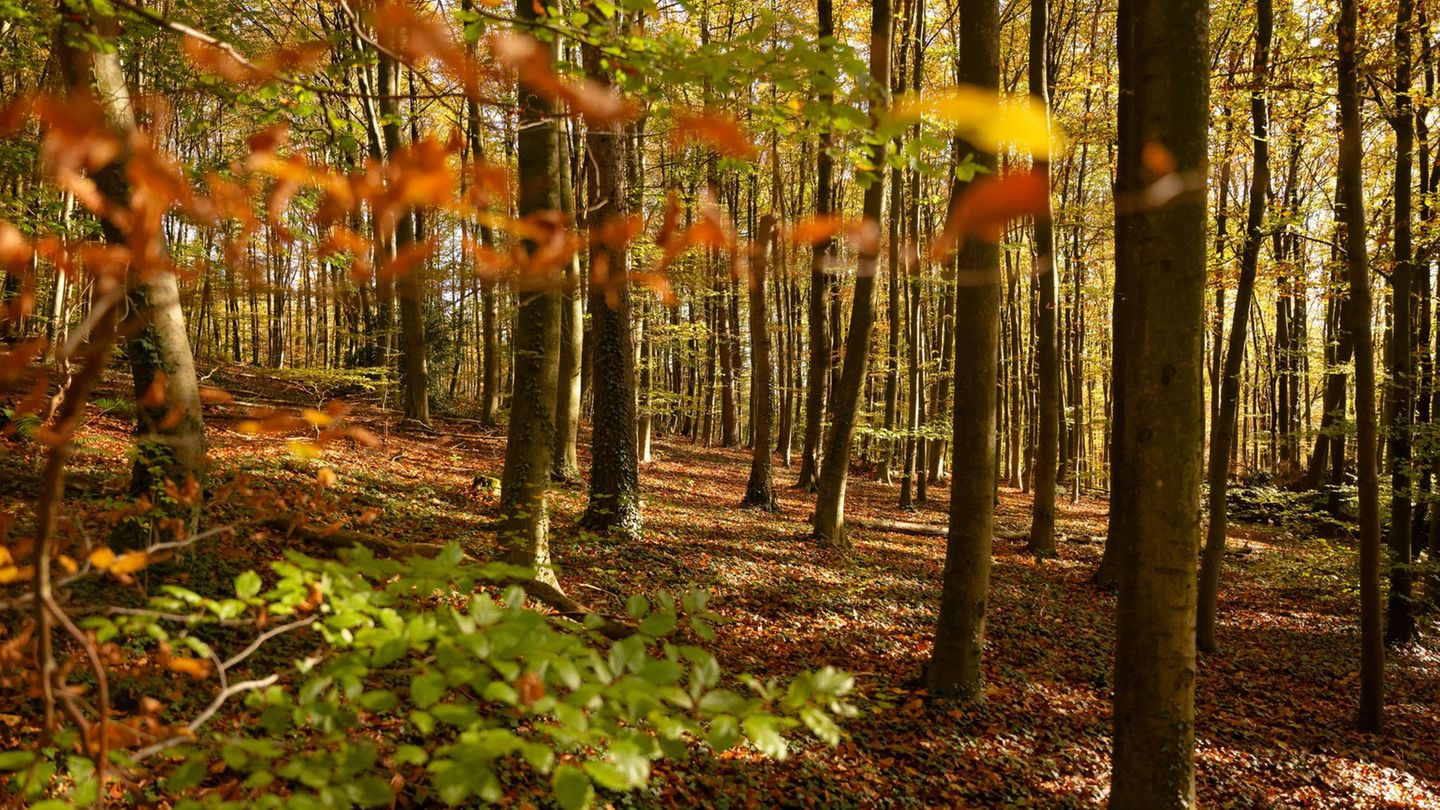 Neue Ausstellung: „Natur und Geschichte“: Über einen schillernden Begriff