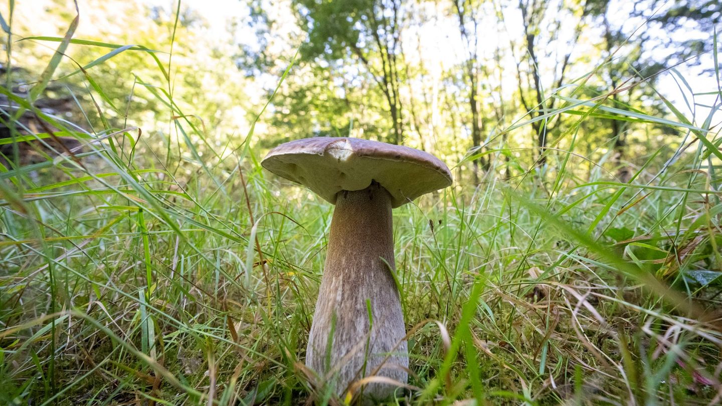 Natur: Pilzausstellung in Rostock: Was Sammler wissen sollten